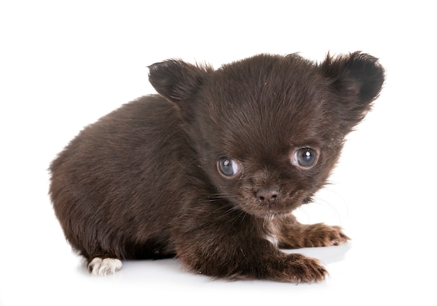 chiot chihuahua en studio