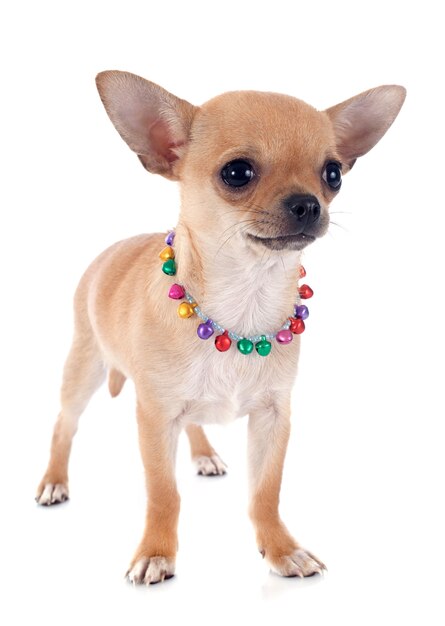 chiot chihuahua