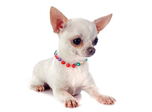 chiot chihuahua