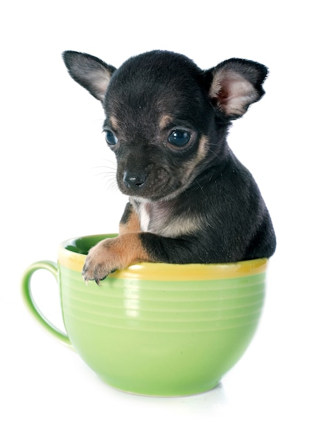 chiot chihuahua