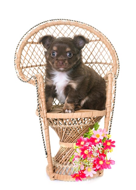 chiot chihuahua