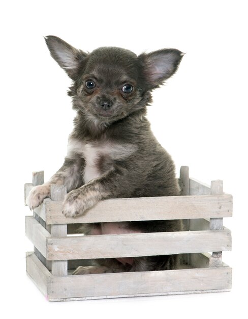 chiot chihuahua