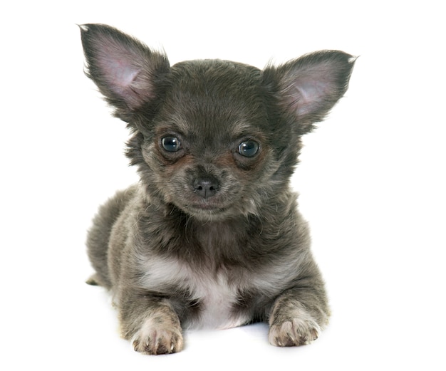 Photo chiot chihuahua