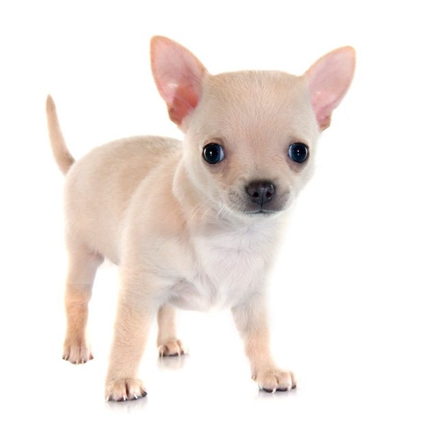 chiot chihuahua