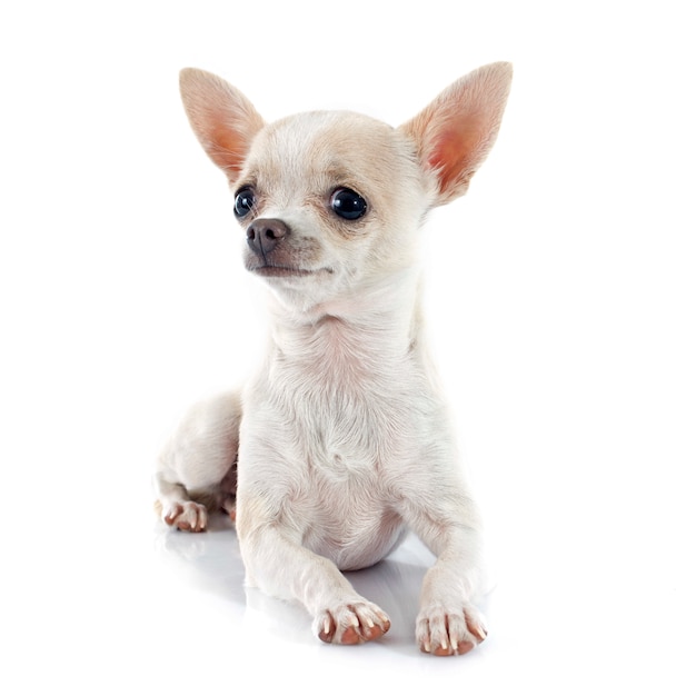 chiot chihuahua