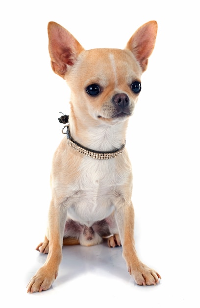 chiot chihuahua