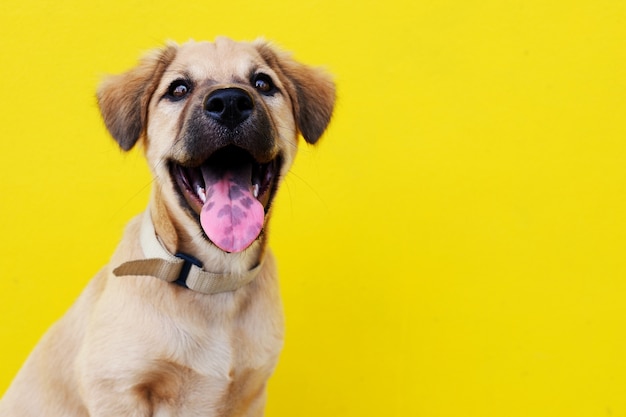 Chiot chiot brun sur le mur jaune