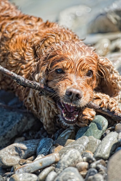 Chiot cocker jouant dans l'eau