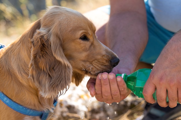 Un chiot cocker rouge boit de l'eau d'une bouteille. Le propriétaire donne de l'eau à son animal de compagnie. Fermer.