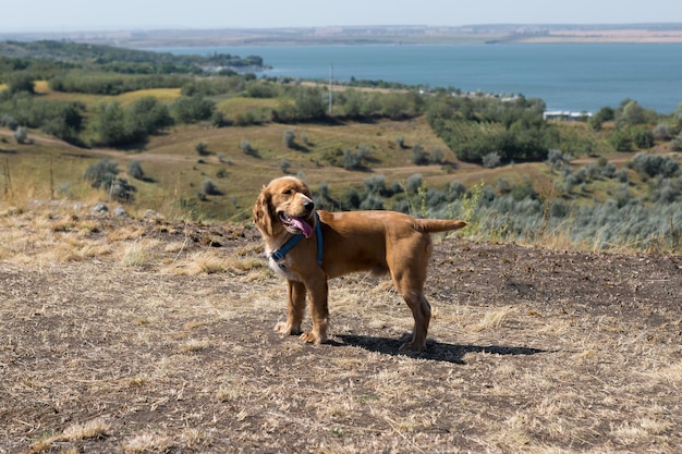 Un chiot cocker roux se dresse sur le dessus avec sa langue et regarde autour de lui