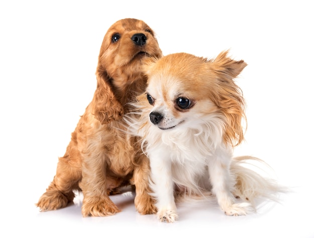 chiot cocker spaniel et chihuahua