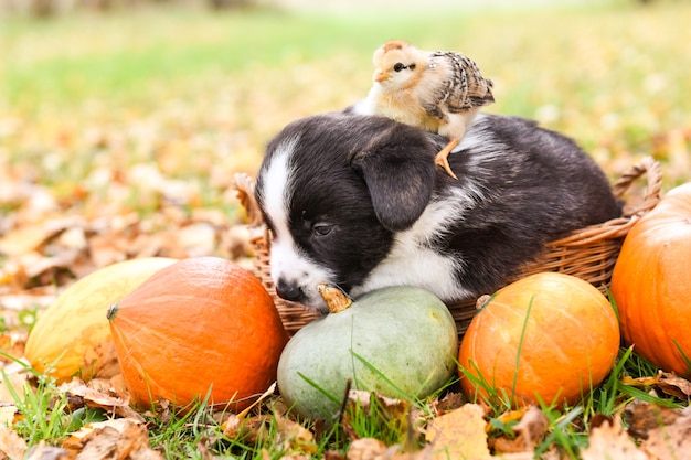 Chiot Corgi avec un bébé poulet sur la tête