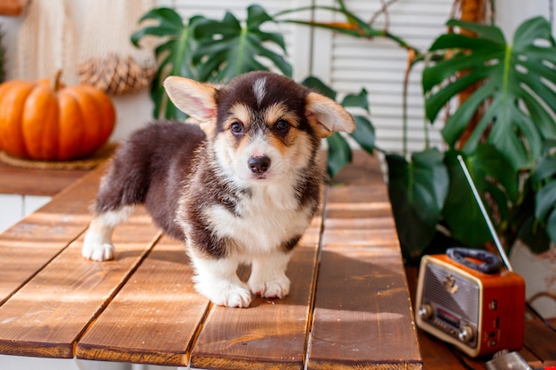 Chiot Corgi est sur la table en bois près de la radio