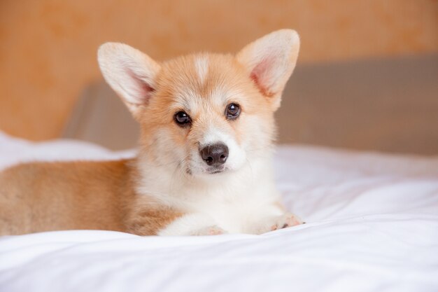 Un chiot corgi gallois est allongé sur le lit