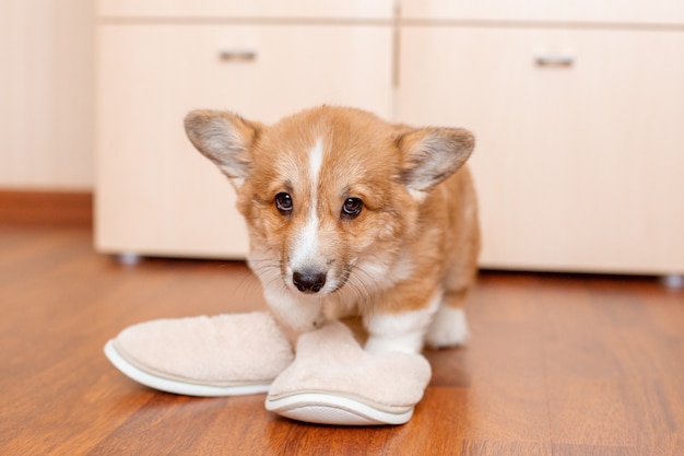 Chiot Corgi à la maison sur le sol