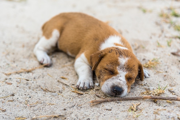 Chiot de couchage.