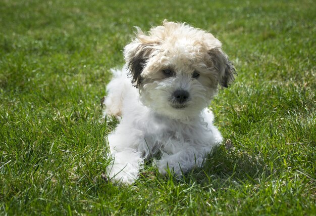 chiot couché dans l'herbe