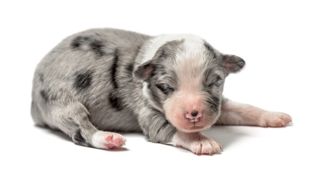 Chiot croisé isolé sur blanc