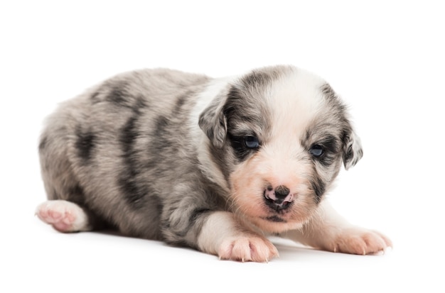 Chiot croisé isolé sur blanc