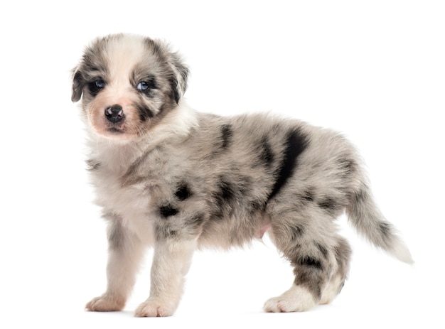 Chiot croisé isolé sur blanc