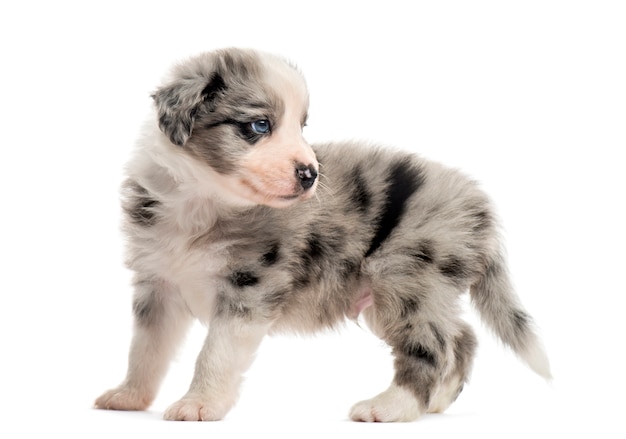 Chiot croisé isolé sur blanc