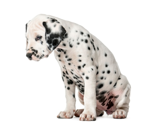 Chiot dalmatien assis devant un mur blanc