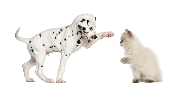 Chiot dalmatien et chaton high-fiving