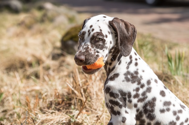 Chiot dalmatien heureux de 2 mois, manger des carottes à l'extérieur. portrait de mignon chien dalmatien avec des taches brunes. Sourire animal dalmatien de race pure du film 101 dalmatien, sur Prairie