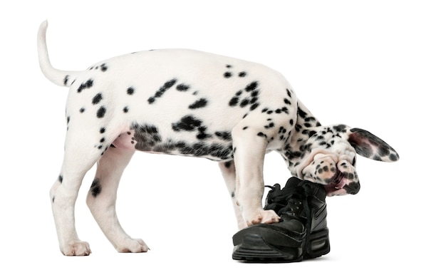 Chiot dalmatien à mâcher une chaussure devant un mur blanc