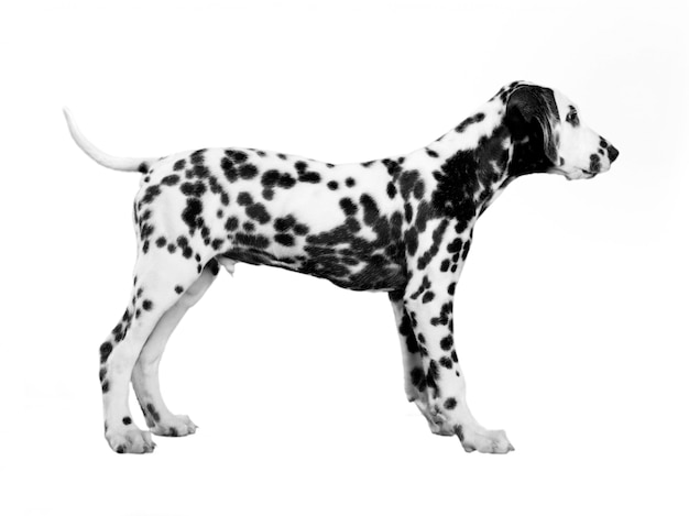 chiot dalmatien