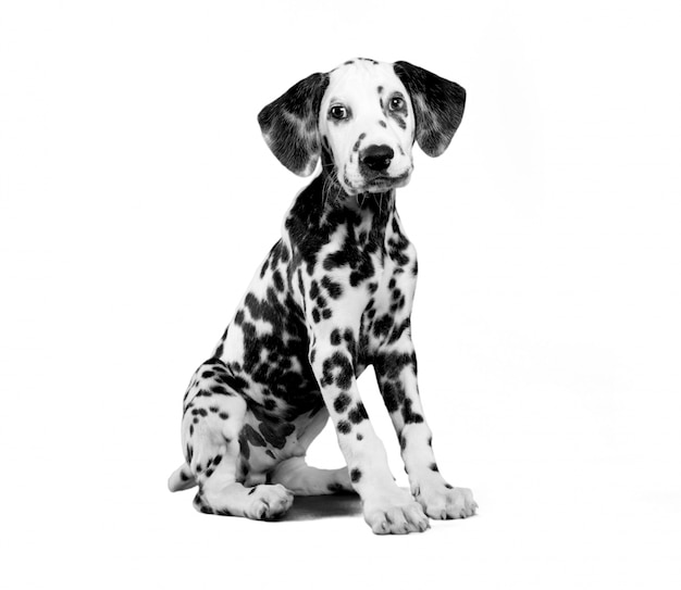 chiot dalmatien