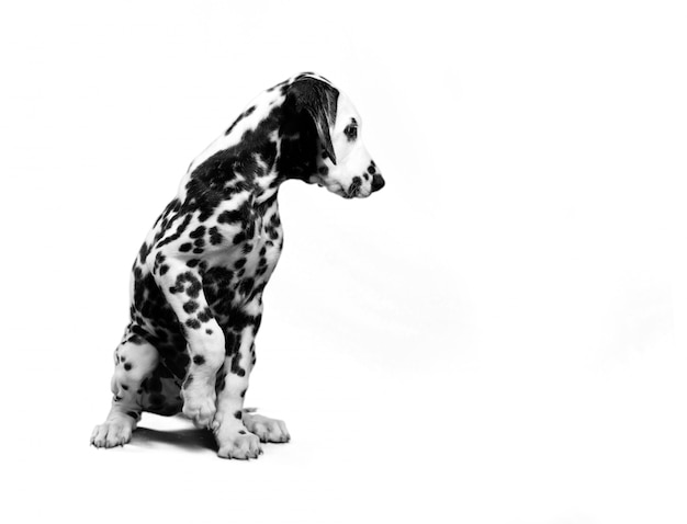 chiot dalmatien