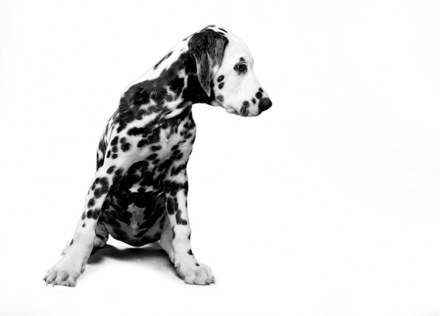 chiot dalmatien