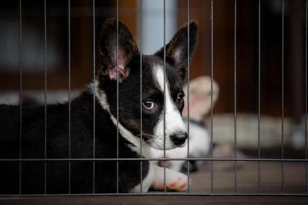 Un chiot dans une cage regarde la caméra.