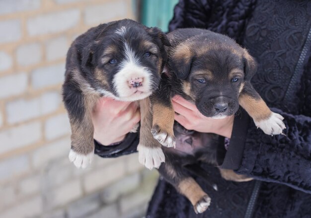 Chiot dans ses bras