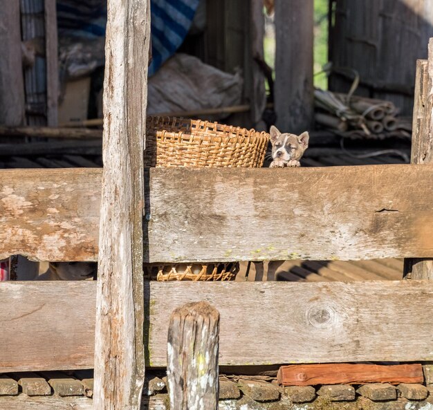 Chiot debout sur une clôture en bois à la recherche