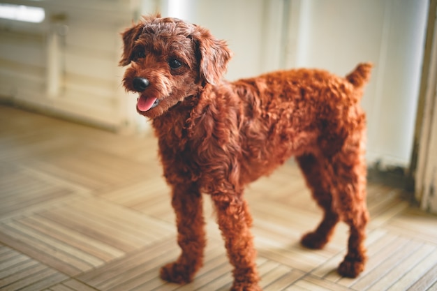 chiot debout sur le coin de la maison