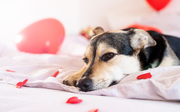 Chiot sur décoré pour le lit de jour de la Saint-Valentin avec des ballons rouges