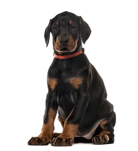 Chiot Doberman Pinscher chocolat assis, isolé sur blanc