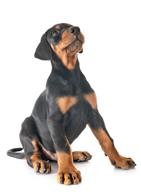 chiot Doberman Pinscher