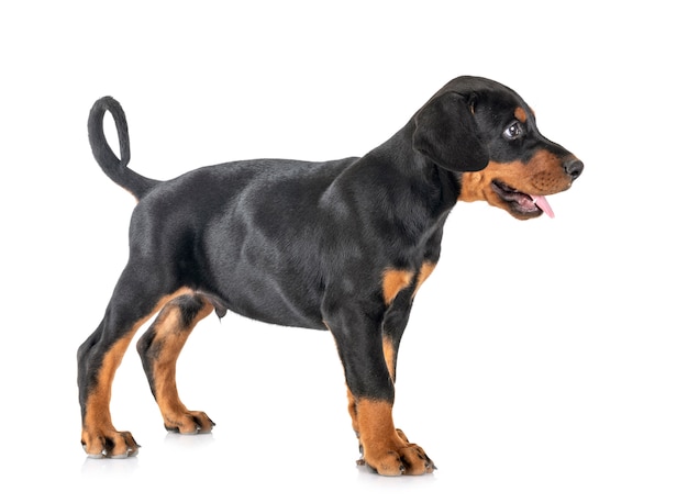 chiot Doberman Pinscher