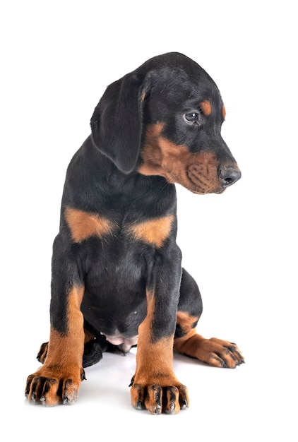 chiot Doberman Pinscher