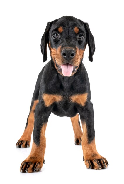 chiot Doberman Pinscher