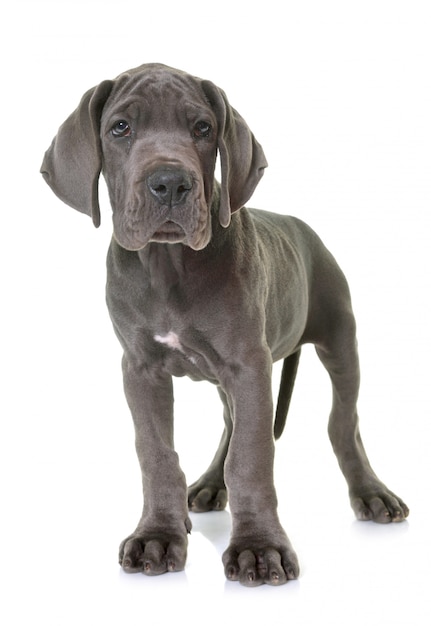 chiot dogue allemand