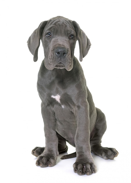 chiot dogue allemand