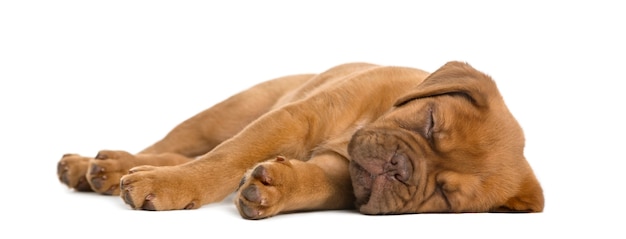 Chiot Dogue de Bordeaux couché et dormant devant un mur blanc