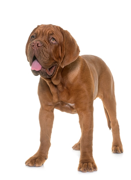 chiot Dogue de Bordeaux