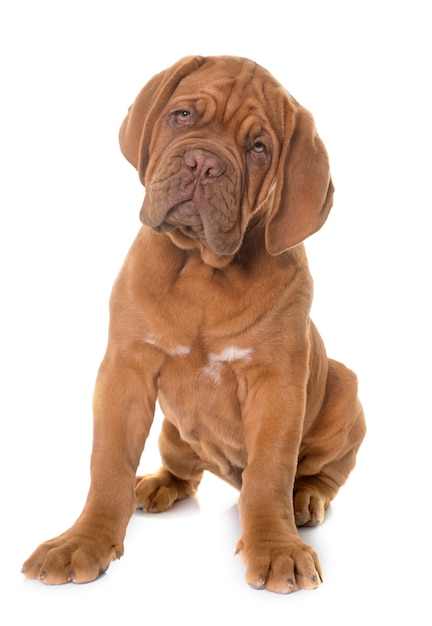 Chiot Dogue de Bordeaux