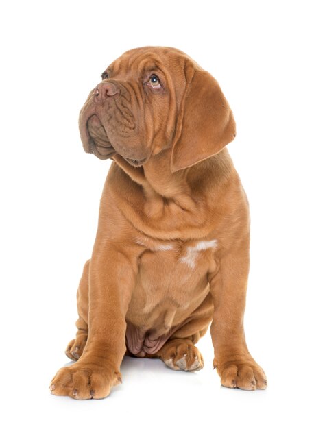 Chiot Dogue de Bordeaux