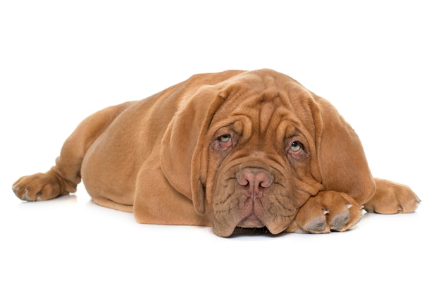 Chiot Dogue de Bordeaux